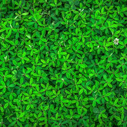 Boas práticas ambientais e ecologia no Natal