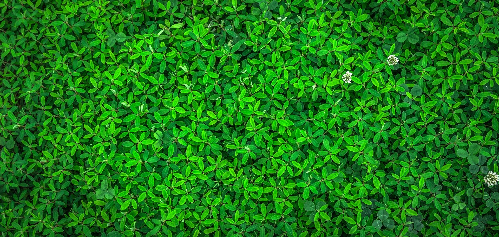 Boas práticas ambientais e ecologia no Natal Boas práticas ambientais e ecologia no Natal