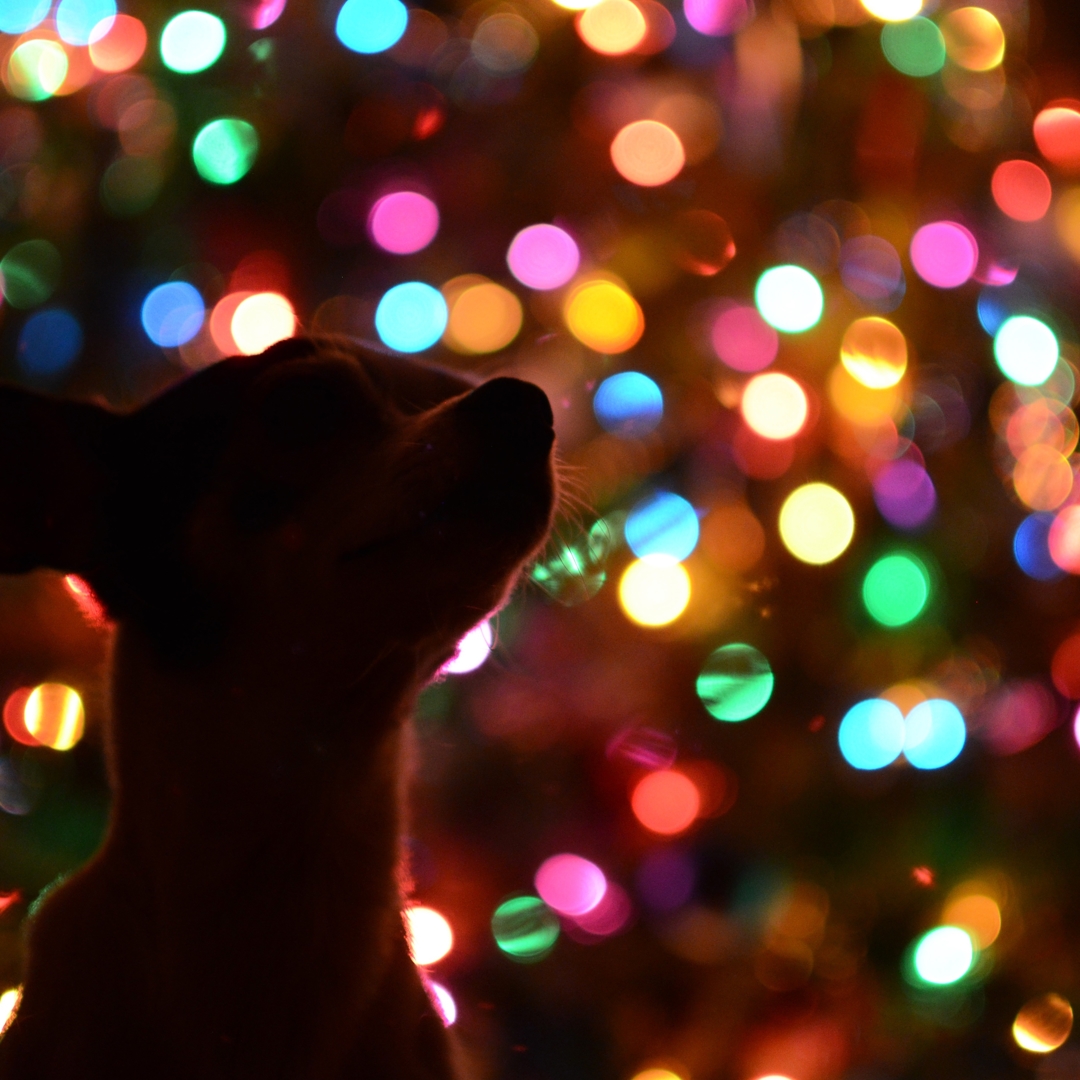 Anedota de um casa de banho para cães no Natal Anedota de um casa de banho para cães no Natal