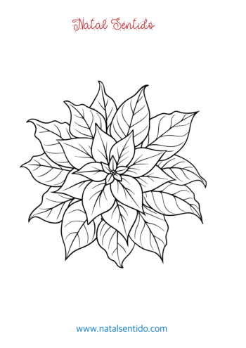 Flor de Natal ou Poinsetia
