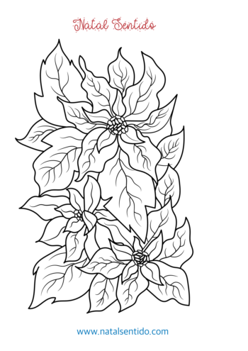 Flores de Natal ou poinsétia.