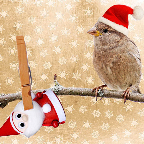 O pássaro de Natal