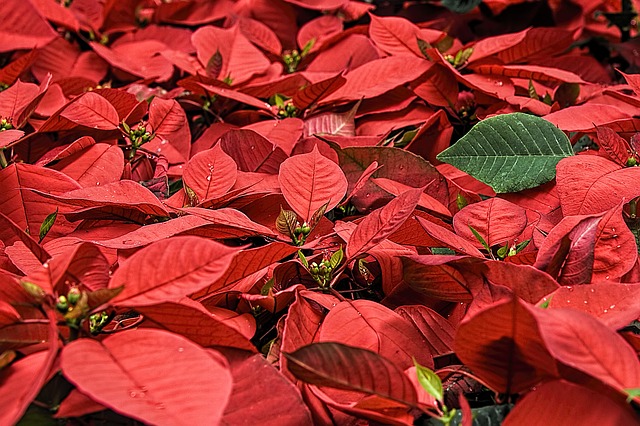 Lenda da Flor de Natal, história com menina muito pobre Lenda da Flor de Natal, história com menina muito pobre