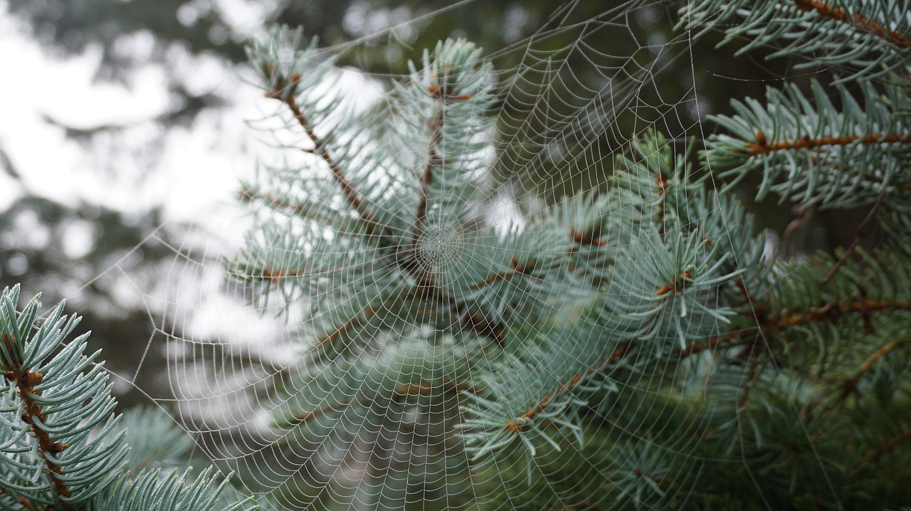 Lenda da Aranha de Natal, usada para dar sorte Lenda da Aranha de Natal, usada para dar sorte